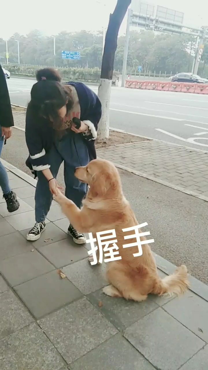 为什么金毛犬出门容易兴奋爆冲