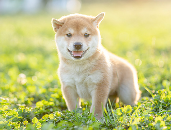 阿拉斯加犬在家到处大便小便