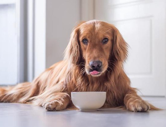 柴犬在家乱拉乱尿