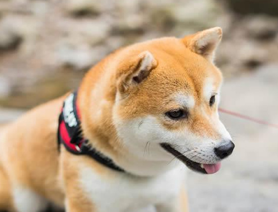 腊肠狗在家随地大小便