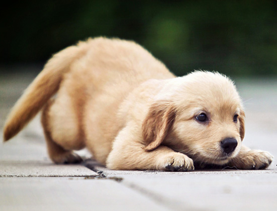 斗牛犬在家乱拉乱尿