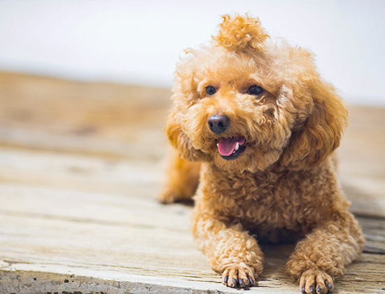 比特犬凭空乱吠