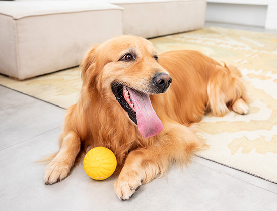 比熊犬凭空乱叫