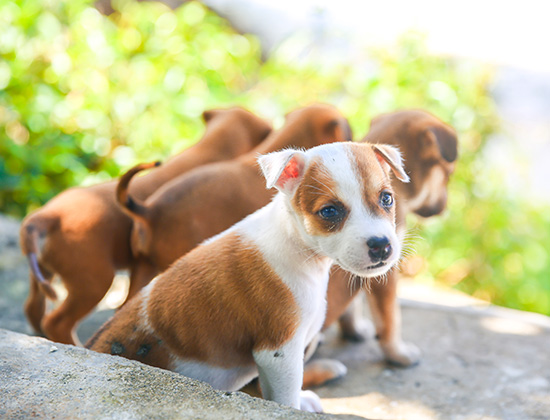 贵宾犬乱咬东西