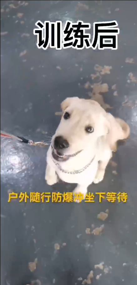 狗狗定制训犬方案