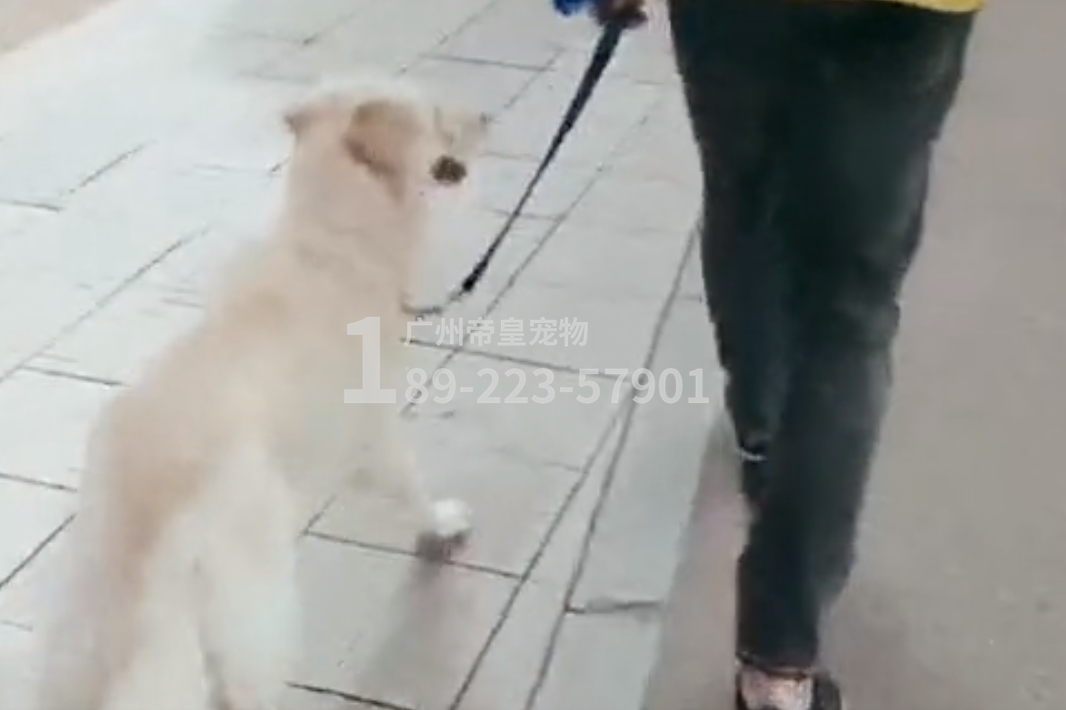 王小姐最终把它交给专业的训犬师来训练