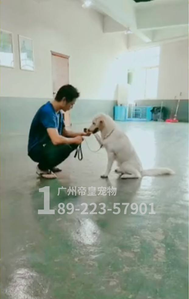 广州狗狗训练学校不仅价格实惠，训犬的效果也非常棒