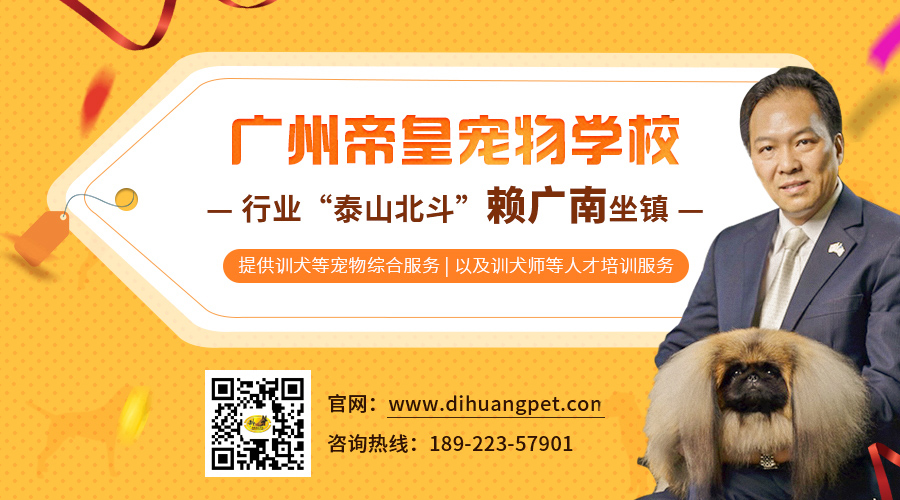 在广州可来番禺了解帝皇宠物训练狗狗基地