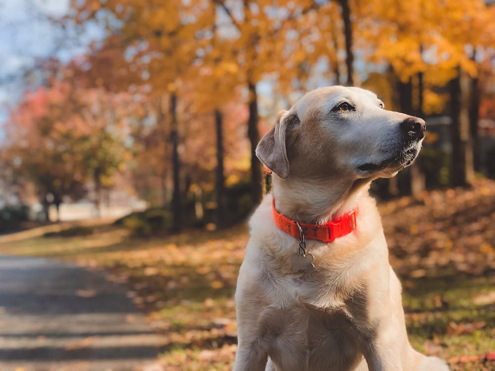 乱大小便拉布拉多犬需要宠物训练，找哪家训犬学校更加专业？