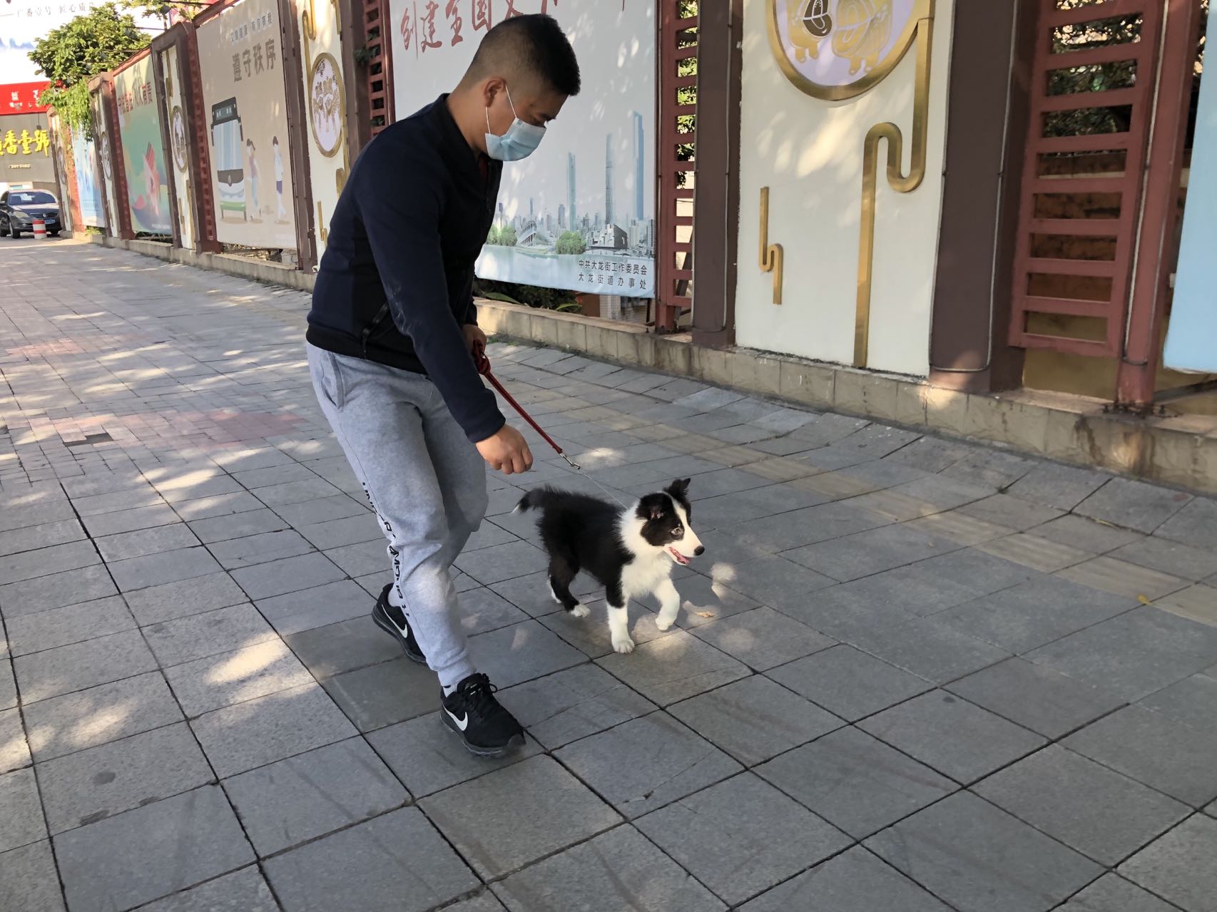 边牧家庭犬寄养训练</p